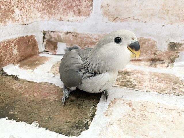 全力で走ってくるよ♪コザクラインコヒナ（モーブ）