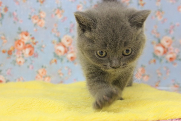 小さくて可愛い!!ブリティッシュショートヘアー