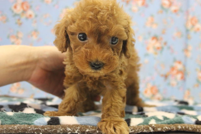 つぶらな瞳にｷｭﾝ・・・♪小さなトイプードルくん♂