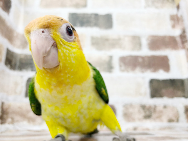 なでなでしてぇ〜♡大人気のシロハラインコさん♪