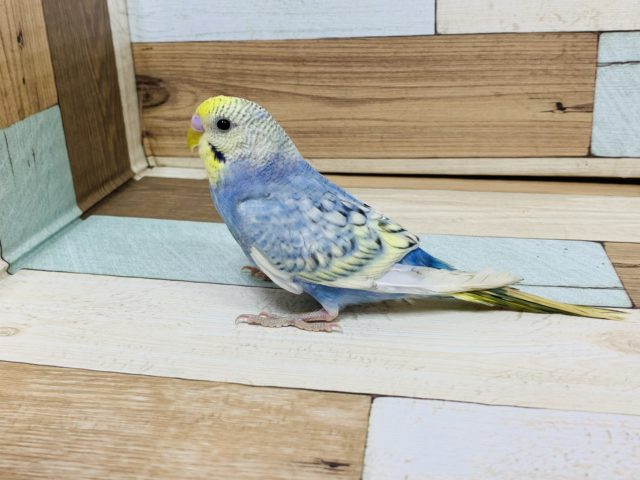 人気カラー☆セキセイインコ　パステルレインボースパングル