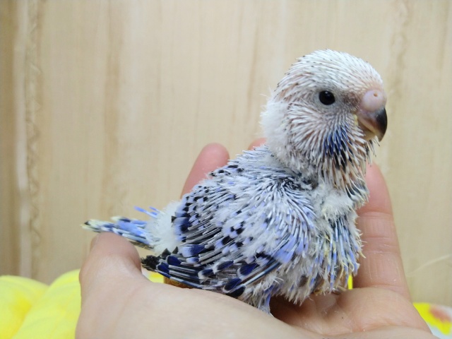 大きくなる予感!!ジャンボセキセイインコヒナ来ました〜