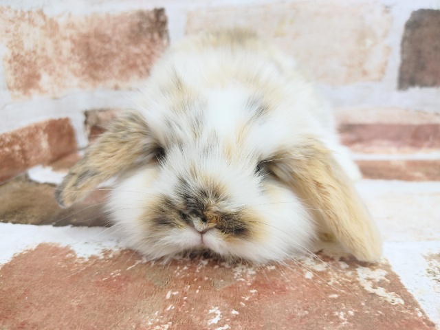 おっとり！！可愛いロップイヤーラビットさん♪