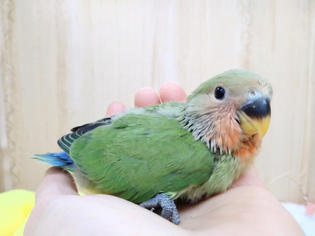 緑と赤と青の小桜インコ、ノーマルカラーヒナ来ました！