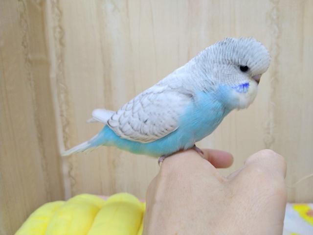 甘えん坊過ぎるジャンボセキセイインコヒナいますよ〜