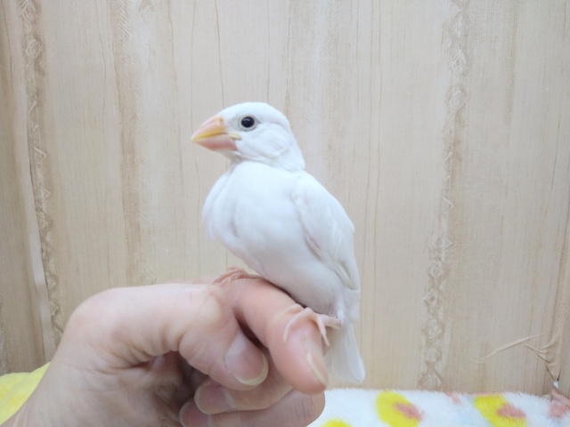 ちょうど良いサイズの白文鳥さんがいますよ〜
