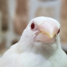 文鳥じゃないよ..十姉妹！