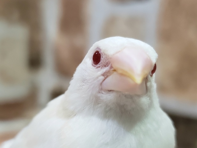 文鳥じゃないよ..十姉妹！