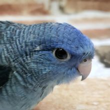 ふかーい青のサザナミインコ