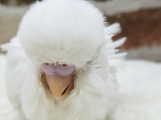 頭でかすぎ～ジャンボさん