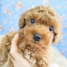 うるうる瞳のトイプードルくん入荷しました♪