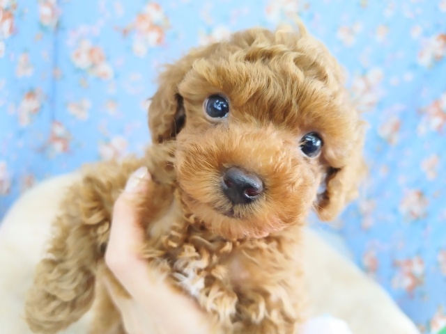 うるうる瞳のトイプードルくん入荷しました♪