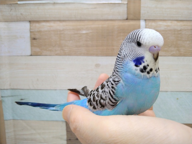 最新画像あり！お待たせしましたっ　ジャンボセキセイインコ　きましたよ～