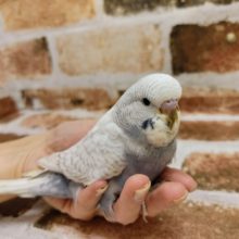 最新画像更新！！！ｷﾚｲになるよ～～ジャンボセキセイインコ　スパングル～～