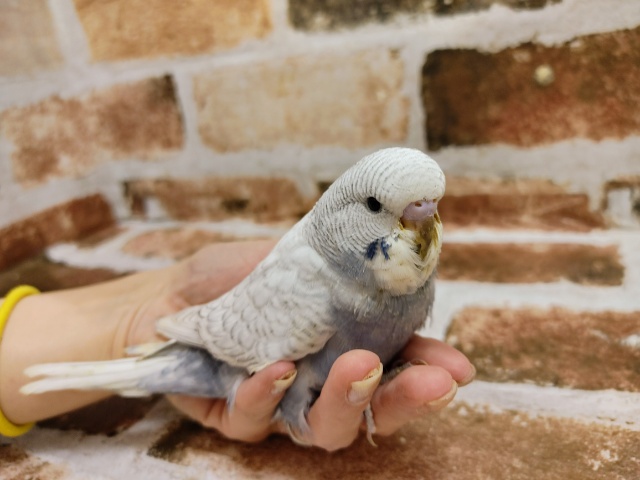 最新画像更新！！！ｷﾚｲになるよ～～ジャンボセキセイインコ　スパングル～～