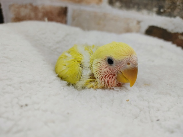 大人気のコザクラインコさんゴールデンチェリー入荷いたしました♪