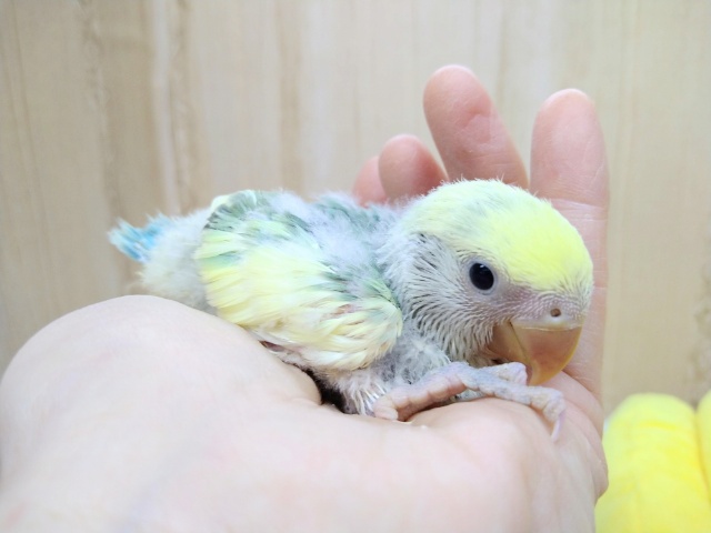 優しいグリーンと黄色クリームカラーの小桜インコヒナ来ました！