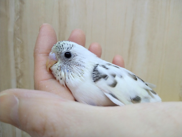 やって来ました！大人気4色ハルクセキセイヒナ！