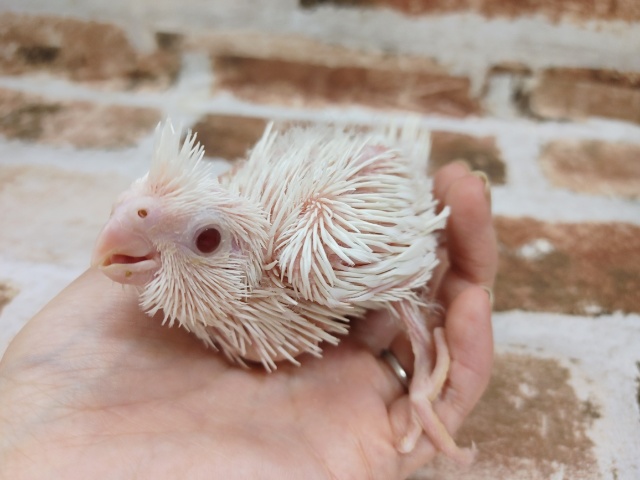 気になる方はお早めに！！オカメインコのピュアホワイト❤️