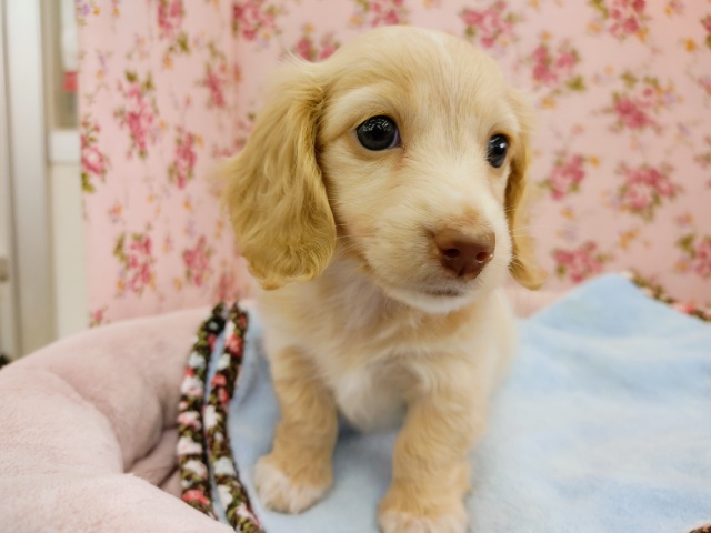 ミニチュアダックス(ゴールド)の女の子きました～♥️