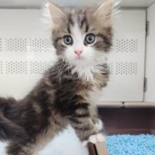 最新！おめめキラキラ～ スコティッシュフォールド 男の子♪