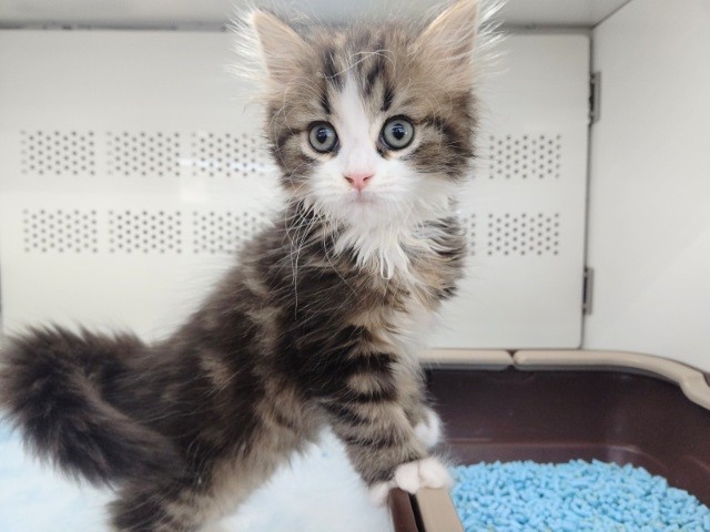 最新！おめめキラキラ～ スコティッシュフォールド 男の子♪