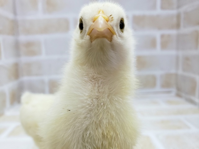 限定1羽！チリ原産の鶏！アローカナ