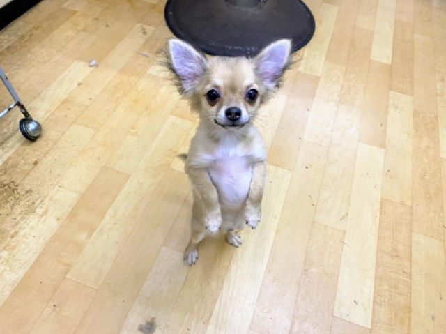 最新画像更新！！！可愛いしぐさがたまらん💓チワワくん♪