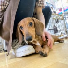 最新画像更新！！！シワシワの皮膚がたまらない♡スタンダードダックスくん！！