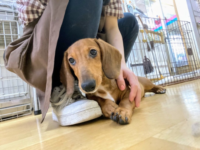 最新画像更新！！！シワシワの皮膚がたまらない♡スタンダードダックスくん！！