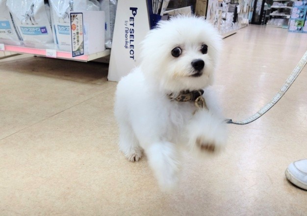 お散歩練習中！フワフワ天使～ MIX犬(チワワ×ビションフリーゼ) 男の子♪