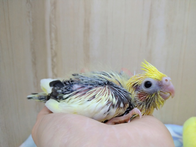 トサカは黄色です！オカメインコヒナパイドカラー