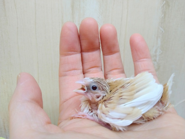 ラブリーな十姉妹ヒナが来ました！その1