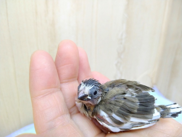 ラブリーな十姉妹ヒナが来ました！その2