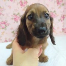 凛々しい！ミニチュアダックス(レッド) 女の子♪