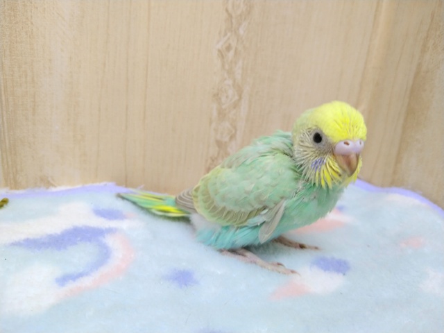 エメラルドグリーンのセキセイインコヒナ！来ましたよ〜