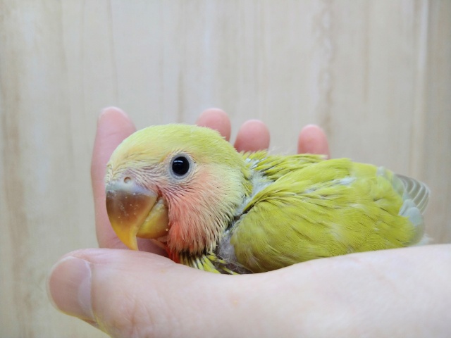 優しいグリーン、若草カラーの小桜インコヒナ来ました！