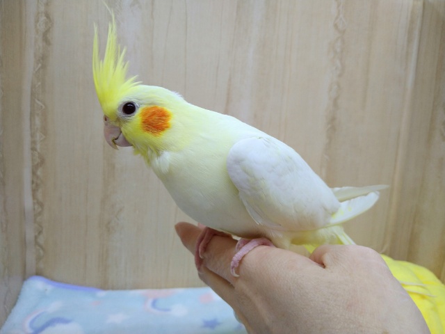 最新画像あり！ムチムチのオカメインコルチノーヒナ来ました！