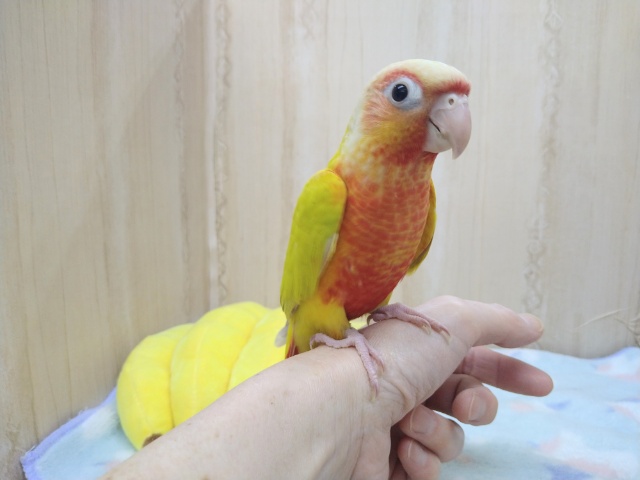 最新画像あり！輝く派手カラー☆ウロコインコサンチーク来ました！