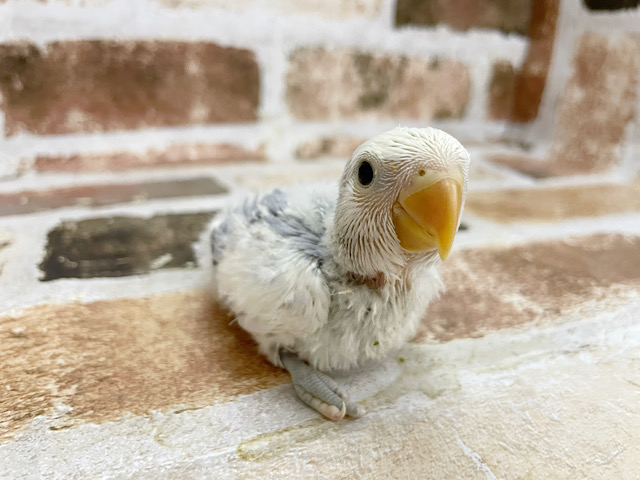 わたわた天使♡コザクラインコヒナ(バイオレットパイドオパーリン)