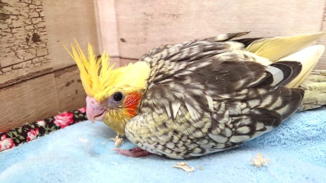 個性が出てきます☆　オカメインコ　パール　2021　5月1日
