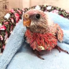 ピンクのインコさん☆　ローズアキクサインコ～　　2021　5月1日