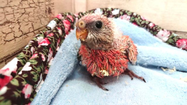 ピンクのインコさん☆　ローズアキクサインコ～　　2021　5月1日
