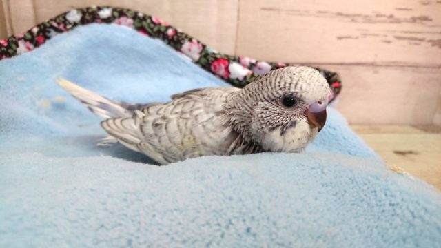 ｽﾃｷ☆　ジャンボセキセイインコ～　2021　5月1日