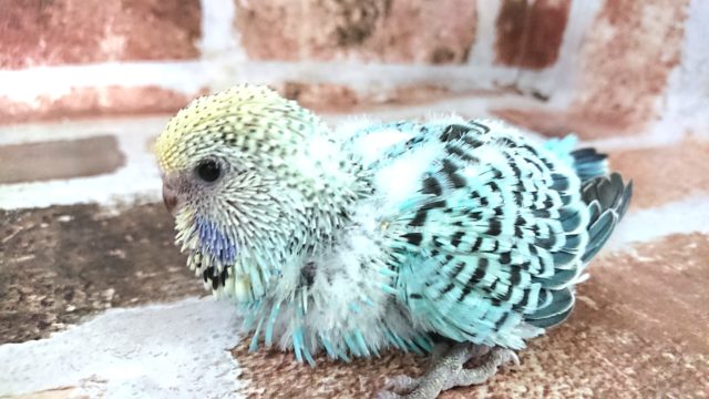 ジャンボです！文句なしの体格☆ジャンボセキセイインコ～～