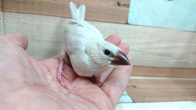 根強い人気☆シルバー文鳥さん♪