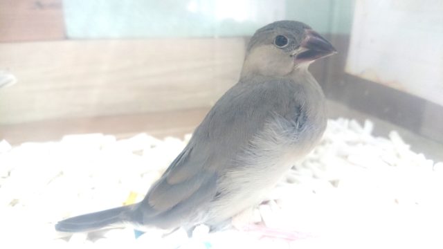 頭隠して。。シリでてますよっ　桜文鳥～～～