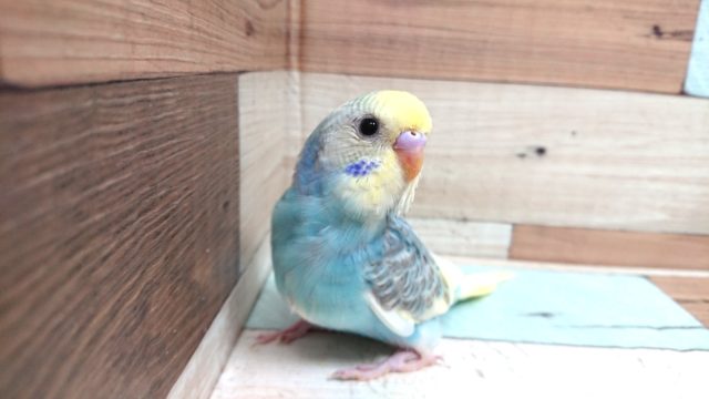 見ていて楽しくなってきます♪明るいコ、セキセイインコ～～