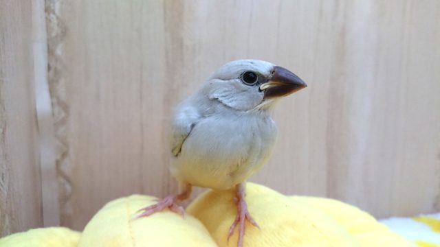 キリッと～シルバー文鳥～～