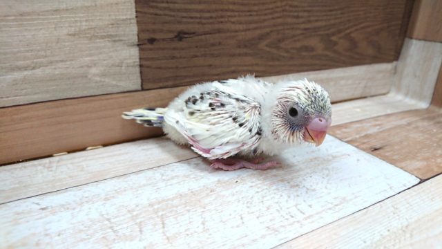 かなり久々の入荷です♪セキセイインコ　４色ハルクイン〜〜